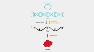 Reverse Transcriptase Enzymes of Virus  How it works and examples of Viruses that have it [upl. by Siulesoj]