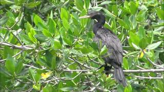 Ave Phalacrocorax olivaceus Pato Yuyo [upl. by Salta]