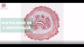 Histologie de l’œsophage [upl. by Wurst]