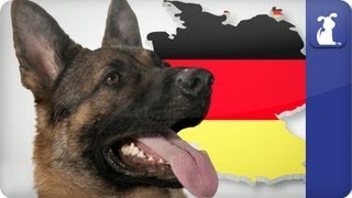 Doglopedia  German Shepherd [upl. by Joselyn606]