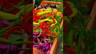 How To Grow Chilli How to Grow a Chilli Plant from a Seed in Multi colored chilli plants [upl. by Congdon]