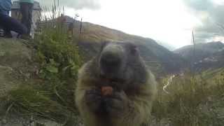 Marmotta mangia dalla mano [upl. by Shuman]