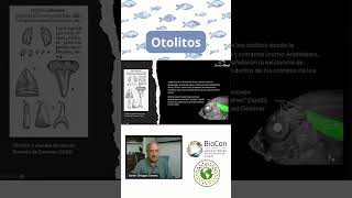 ¿Qué son los otolitos shorts cambioclimático peces cambioclimático morfología [upl. by Oiramej586]