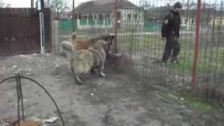 caucasian mountain dog Yuro Tskaro amp 8 months old daughter Fema Iz Bolshoi Kavkaz guarding [upl. by Nolan]