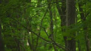 Eastern pewee flycatcher singing Kawarthas Mature forest [upl. by Skyler]