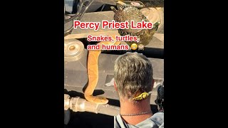 Bass Fishing with Snakes Turtles and Humans on Percy Priest Lake [upl. by Htidra]