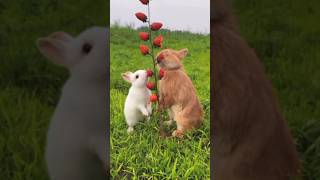 Rabbit likes fruit very much 🤤  shorts youtubeshorts nature rabbit eating fruits vlog [upl. by Wiatt]