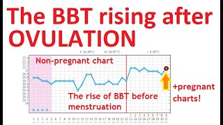 🌡️Why is BBT rising after 💥OVULATION 📈pregnant charts [upl. by Eittol]