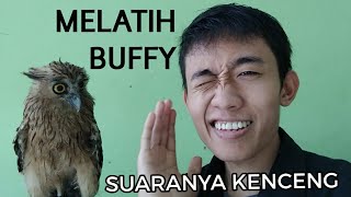 Melatih Burung Hantu Buffy Fish Owl [upl. by Ahsitra]