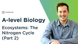 Ecosystems The Nitrogen Cycle  Alevel Biology  OCR AQA Edexcel [upl. by Isleana]