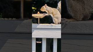 Red Bellied woodpecker amp Squirrel Up Close birds critters [upl. by Bradney396]