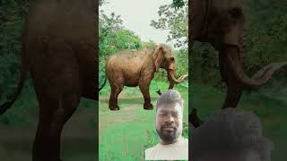 Jungle Safari 😊funnyvideo funny shorts [upl. by Nahsed318]