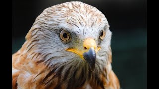 Wildlife An eagles eye can be seen from an altitude of 3000 feet [upl. by Worth]