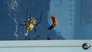 Wasp Vs Spider  Outrageous Acts of Science [upl. by Song]