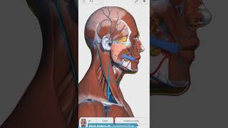 Visual Anatomy 3D  Facts about the Risorius Muscle [upl. by Auqinot]