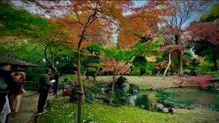 Rikugein Gardens japan japanesegardens traveldestinations [upl. by Carine]