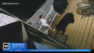 See it Bear chases dogs onto New Jersey couples back porch [upl. by Omissam]