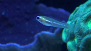 Masked Goby Coryphopterus personatus MTS [upl. by Marin51]