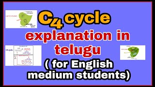 C4 cycle explanation in telugu [upl. by Mar]