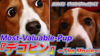 2024年デコピンがいっぱい😍 Most Valuable Pup『デコピン 〜The Movie 』 [upl. by Martina]