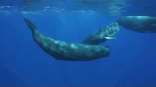 The Sounds of the Sperm Whale [upl. by Neb439]