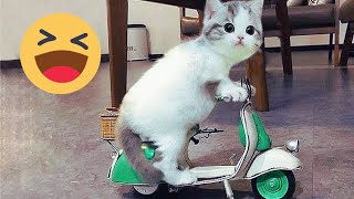 Videos Graciosos Gatos ¡Risa Sin Fin 2– Funny Videos Animals [upl. by Noswad258]