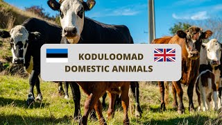 Koduloomad eesti ja inglise keeles  domestic animals in Estonian and English [upl. by Liahkim]