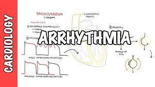 Arrhythmia Overview  Mechanism of bradyarrhythmia and tachyarrhythmia [upl. by Eanwahs187]