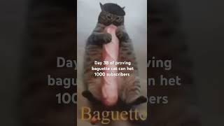 Baguette cat Day 38 [upl. by Isaiah]