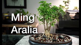 Ming Aralia Daves Bonsai E272 [upl. by Ignatzia]