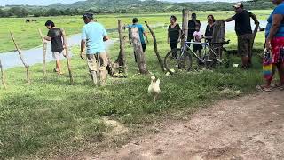 Los Salio La Copetona 🤫😮 En chalatenango 🥹El salvador 😱 [upl. by Ogram]