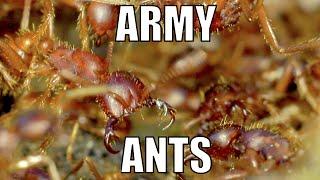 Army ants  Biodiversity Shorts 16 [upl. by Etteoj748]