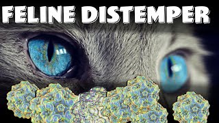 Feline Panleukopenia Virus known as Feline Distemper  vaccine symptoms and diagnosis [upl. by Charbonneau]