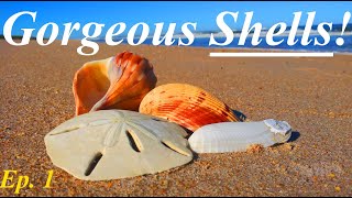 SHELLING for Beautiful Treasures Giant Cockles Scallops and more quotAdventures in Floridaquot Ep 1 [upl. by Isayg]