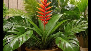 Tropical Plant Care How to Keep Exotic Beauties Thriving [upl. by Ardnassela]