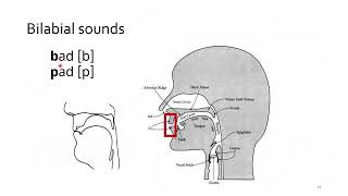 UoY LampLS PGT Virtual Open Day PhonPhon Taster Lecture [upl. by Durarte]