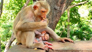 Adorable  Baby cute monkey MOKEN have sad face  when Mom busy eat food no care milk for him [upl. by Yumuk]