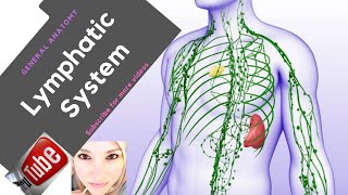 General anatomy  The Lymphatic System [upl. by Wivestad884]