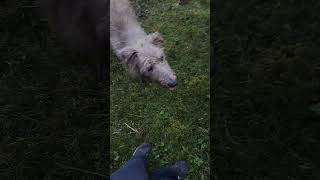 Bedlington Whippets can boulder to grade D3 doglover bouldering nature [upl. by Ecneitap]