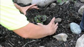 How to Plant Ajuga [upl. by Elumas]