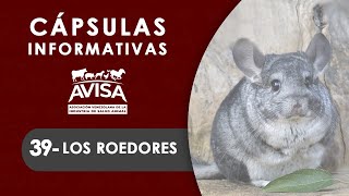 Cápsulas Informativas AVISA 39 Los Roedores [upl. by Koziel]