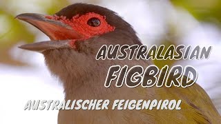 Australasian Figbird Call birds birdsounds [upl. by Nesnar548]