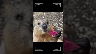 Quokka Eating Compilation  Animal ASMR  Quokka Sound [upl. by Ailama]