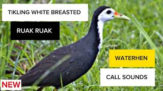 HUNI NG IBONG TIKLING  RUAK RUAK BIRD SOUNDS CLEAR AND NATURAL CALL SOUND [upl. by Epperson]