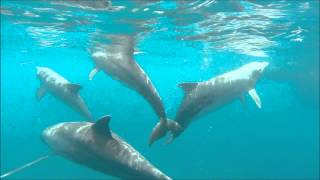 dauphins à deshaies guadeloupe [upl. by Elboa]