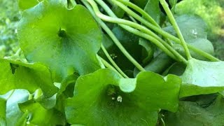 KrazyKATs Sauteed Miners Lettuce claytonia [upl. by Ossy534]