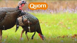 A Quorn Christmas  Quorn Roast  Quorn [upl. by Geirk]