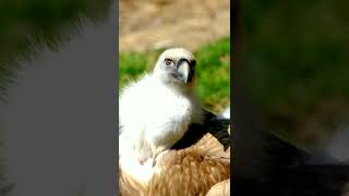 Andean condor vulture [upl. by Gnus]