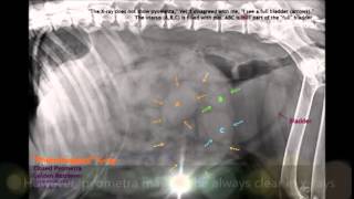 Pyometra in older female dogs [upl. by Dinin]