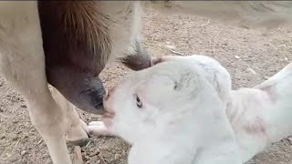 Satisfying video asmr video Cute baby feeding milk from her mother [upl. by Nedap]